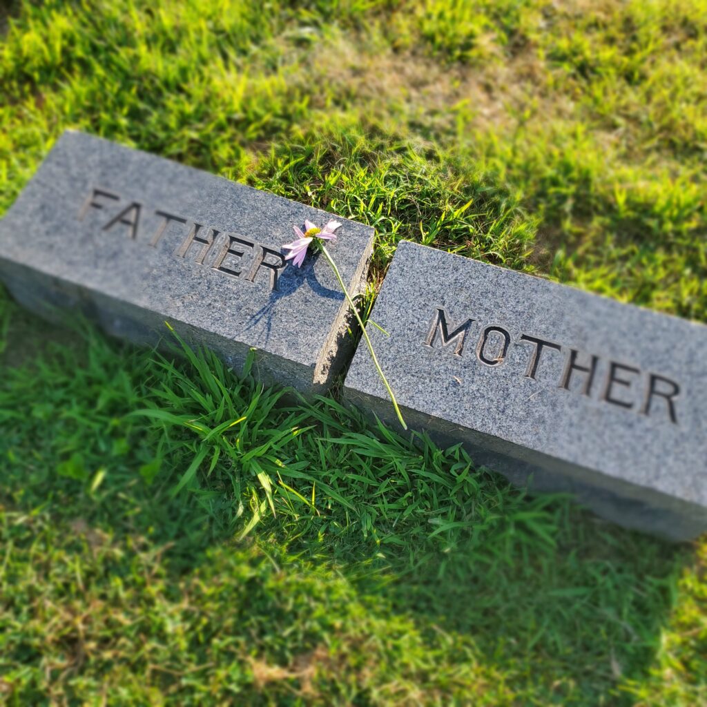 Grey Headstones of Father and Mother with a flower laid across them
